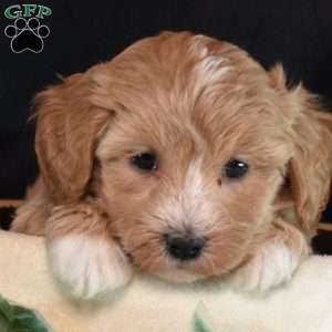 Kiwi, Maltipoo Puppy