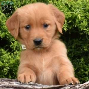 Kiwi, Golden Retriever Puppy
