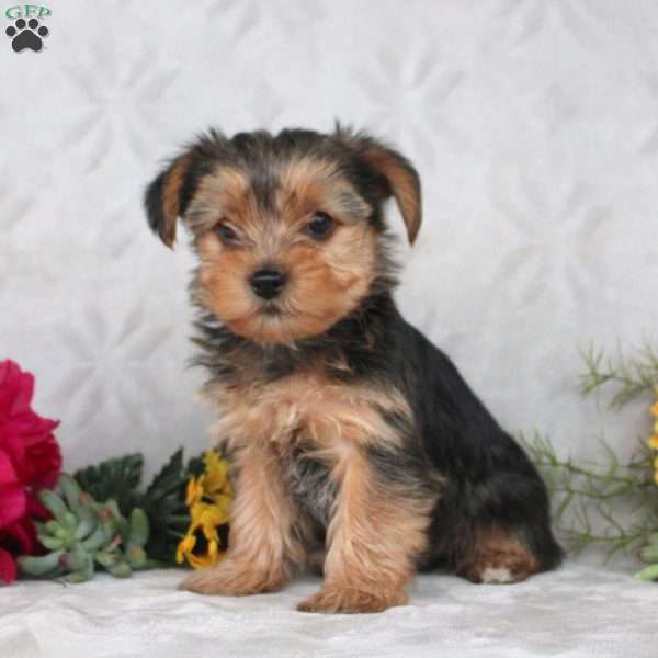 Knox, Yorkie Puppy