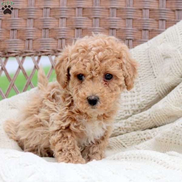 Knox, Bich-Poo Puppy