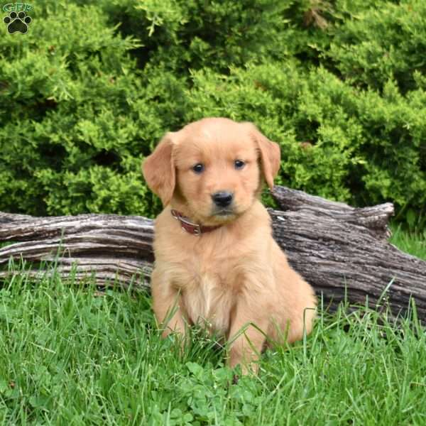 Knox, Golden Retriever Puppy