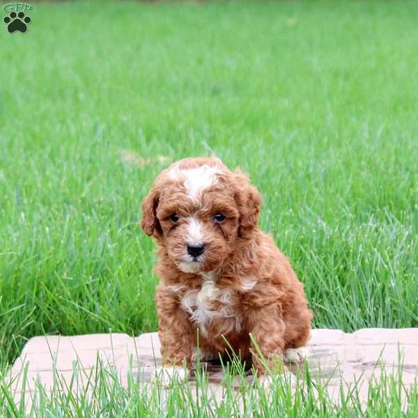 Knox, Mini Goldendoodle Puppy