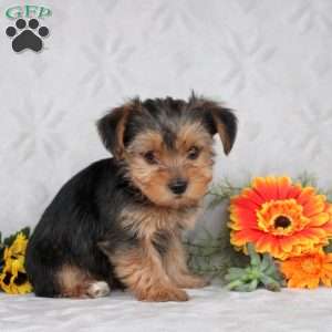 Knox, Yorkie Puppy