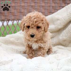 Knox, Bich-Poo Puppy