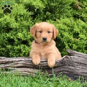 Knox, Golden Retriever Puppy