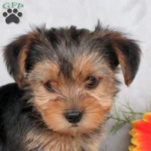 Knox, Yorkie Puppy