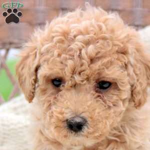 Knox, Bich-Poo Puppy