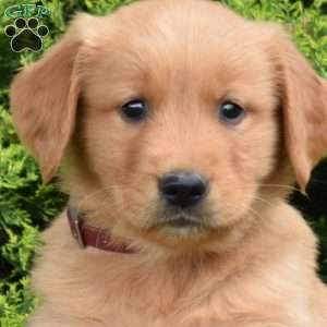 Knox, Golden Retriever Puppy