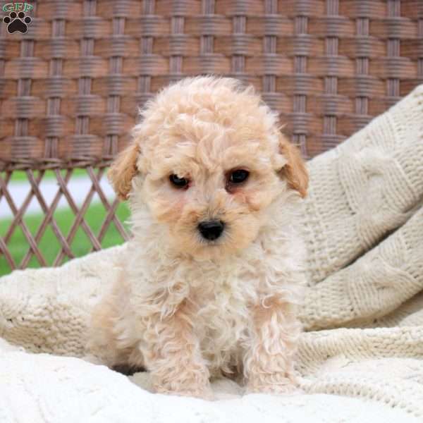 Kobe, Bich-Poo Puppy