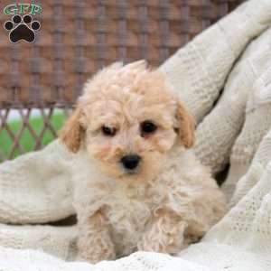 Kobe, Bich-Poo Puppy