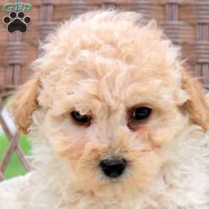 Kobe, Bich-Poo Puppy
