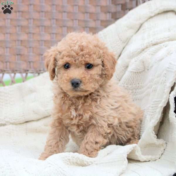 Koda, Bich-Poo Puppy