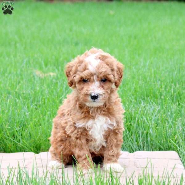 Koda, Mini Goldendoodle Puppy
