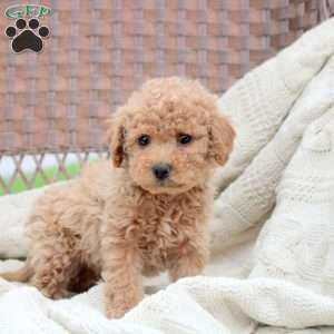 Koda, Bich-Poo Puppy