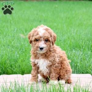 Koda, Mini Goldendoodle Puppy