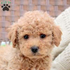 Koda, Bich-Poo Puppy