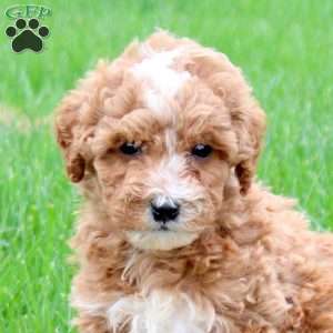 Koda, Mini Goldendoodle Puppy