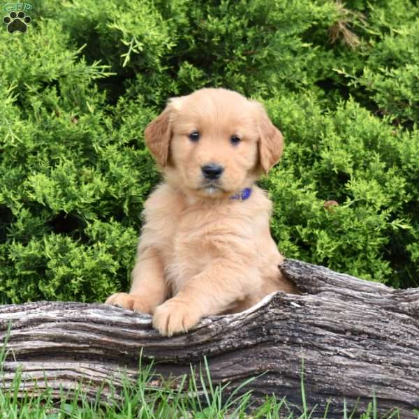 Kodiak, Golden Retriever Puppy
