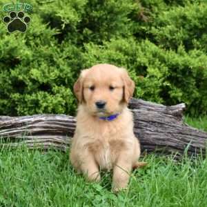 Kodiak, Golden Retriever Puppy