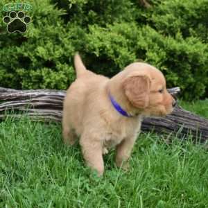 Kodiak, Golden Retriever Puppy