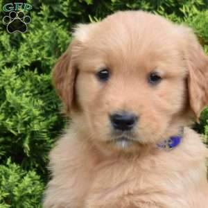 Kodiak, Golden Retriever Puppy