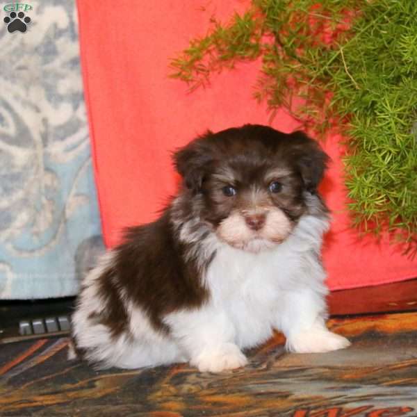 Kody, Havanese Puppy