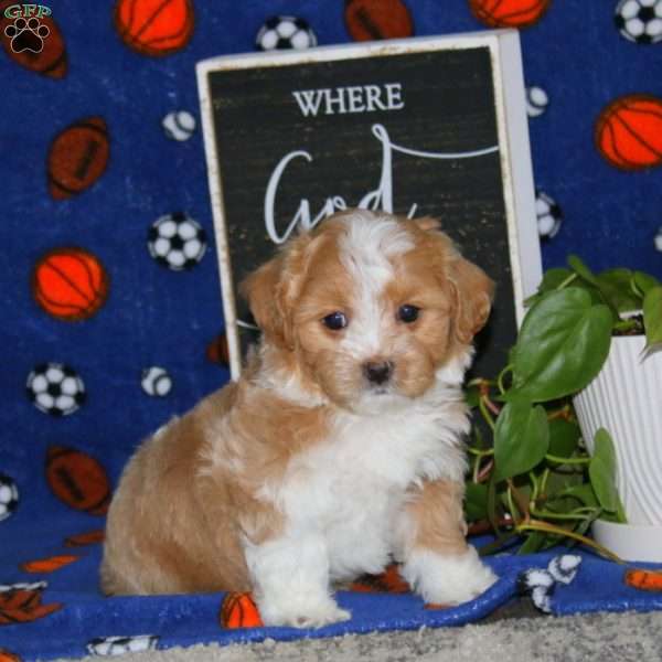 Kody, Maltipoo Puppy