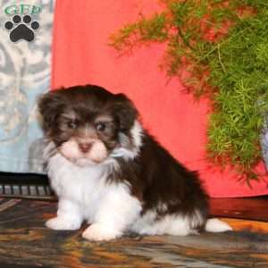 Kody, Havanese Puppy