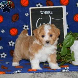 Kody, Maltipoo Puppy