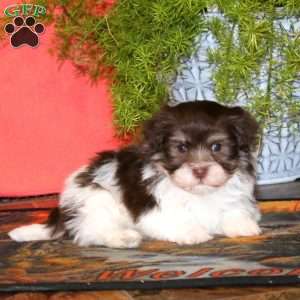 Kody, Havanese Puppy