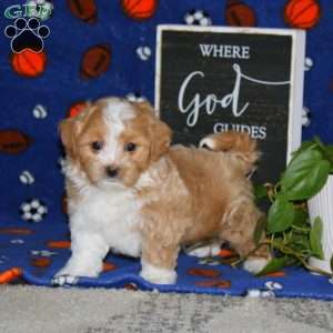 Kody, Maltipoo Puppy