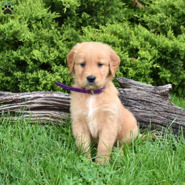 Kolby, Golden Retriever Puppy