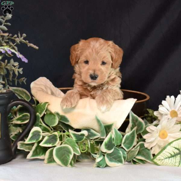 Kolby, Maltipoo Puppy