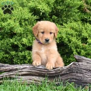 Kolby, Golden Retriever Puppy
