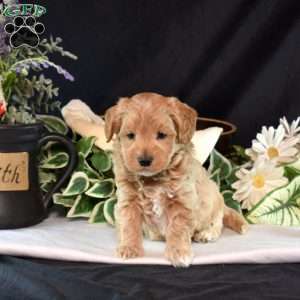 Kolby, Maltipoo Puppy