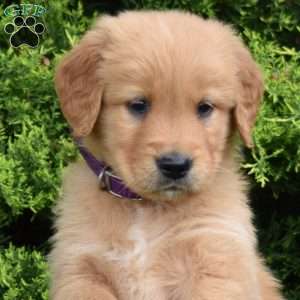 Kolby, Golden Retriever Puppy