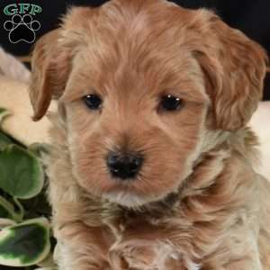 Kolby, Maltipoo Puppy