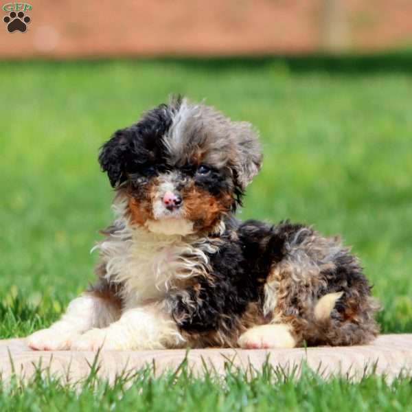 Kolby, Bernedoodle Puppy