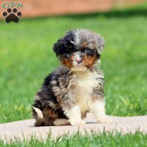 Kolby, Bernedoodle Puppy