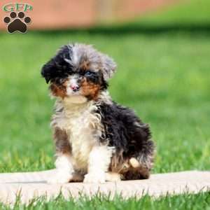 Kolby, Bernedoodle Puppy