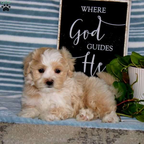 Kolton, Maltipoo Puppy