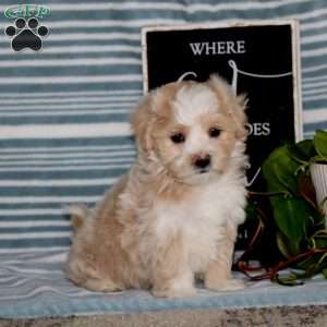 Kolton, Maltipoo Puppy