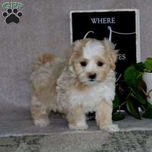 Kolton, Maltipoo Puppy