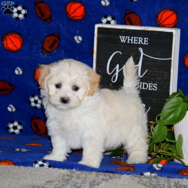 Kookie, Maltipoo Puppy