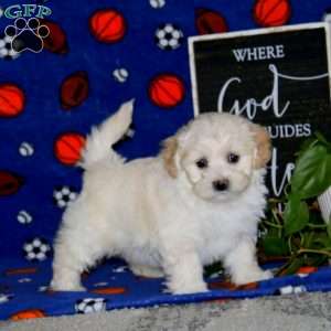 Kookie, Maltipoo Puppy
