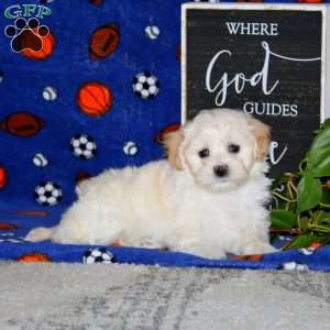 Kookie, Maltipoo Puppy