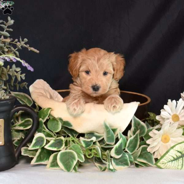 Kooper, Maltipoo Puppy