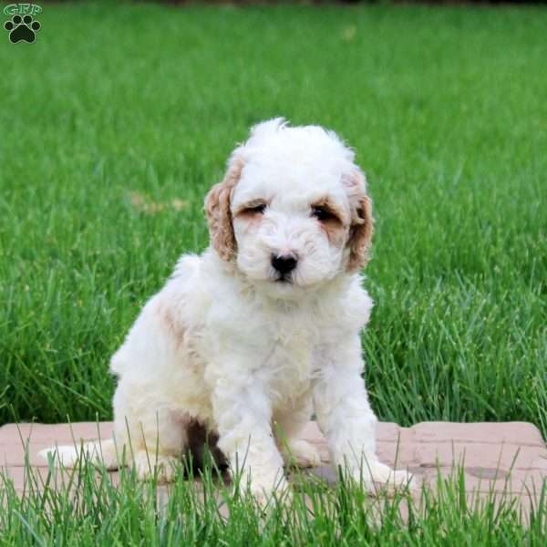 Kooper, Mini Goldendoodle Puppy