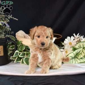 Kooper, Maltipoo Puppy