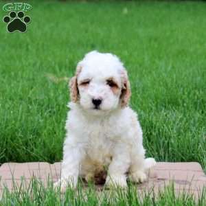 Kooper, Mini Goldendoodle Puppy